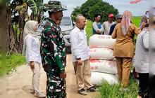 Rekor! Penyerapan Gabah Bulog Kotim Capai 12.000 Ton, Tertinggi Sepanjang Sejarah