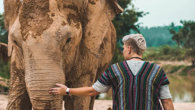 Gajah di Thailand