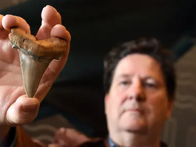 Seorang penggemar amatir fosil, Philip Mullaly memegang gigi langka dari hiu raksasa prasejarah di Museum Melbourne, Kamis (9/8). Philip Mullaly menemukan fosil set gigi langka dari hiu tersebut di Pantai Australia. (AFP Photo/William WEST)