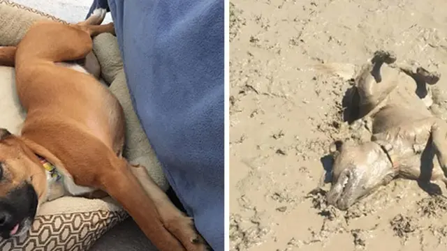 7 Potret Kocak Anjing Habis Bermain Lumpur, Gemes Banget