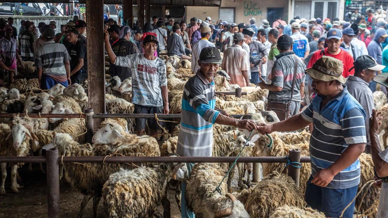 FOTO: Pasar Hewan  Ambarawa Ramai Jelang Idul Adha