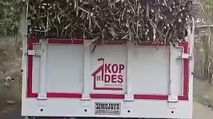 Viral Truk Koperasi Merah Putih Sragen Angkut Tebu, Ditegur Keras Kodim