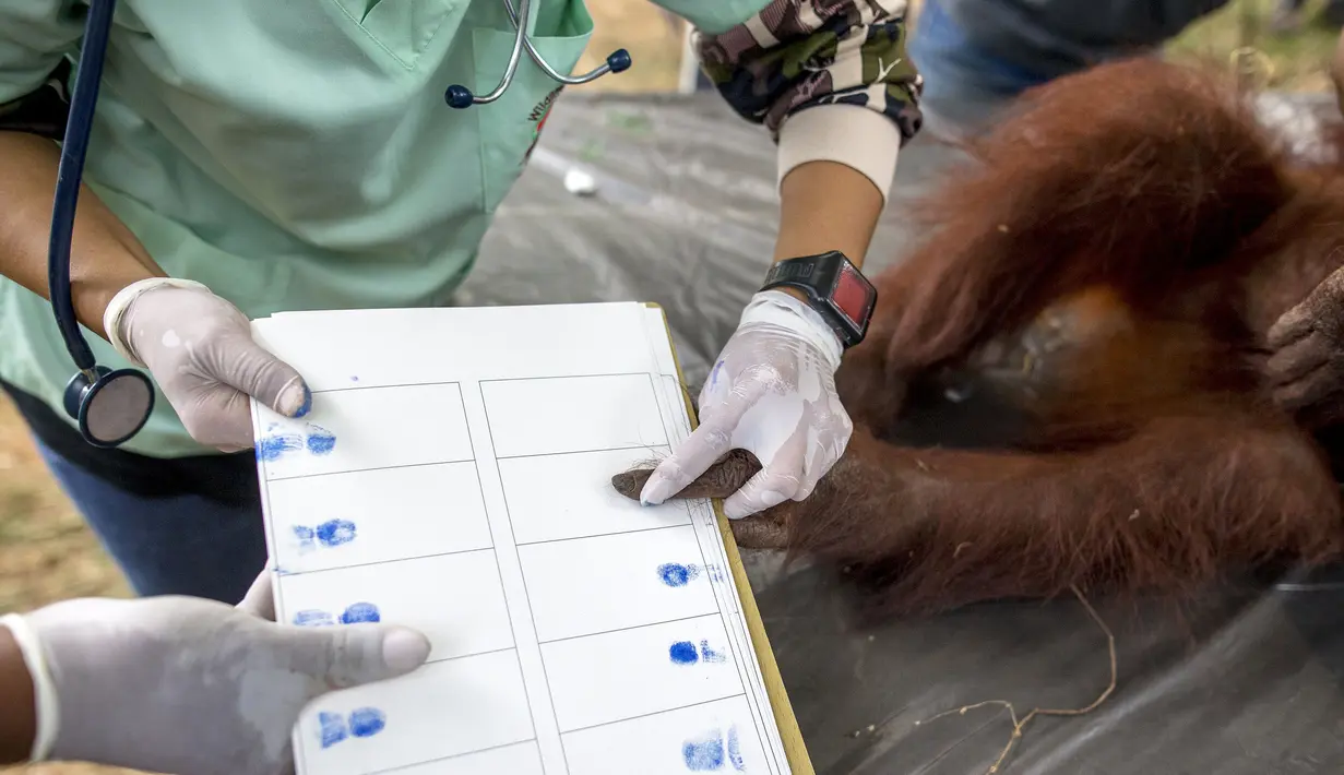Orang Utan diambil sidik jari di pusat konservasi Kao Pratubchang, Thailand, Kamis (27/8/2015). Petugas akan melakukan pemeriksaan terhadap Orang Utan asli Indonesia yang disita dari taman hiburan di Phuket sejak 2008. (REUTERS/Athit Perawongmetha)