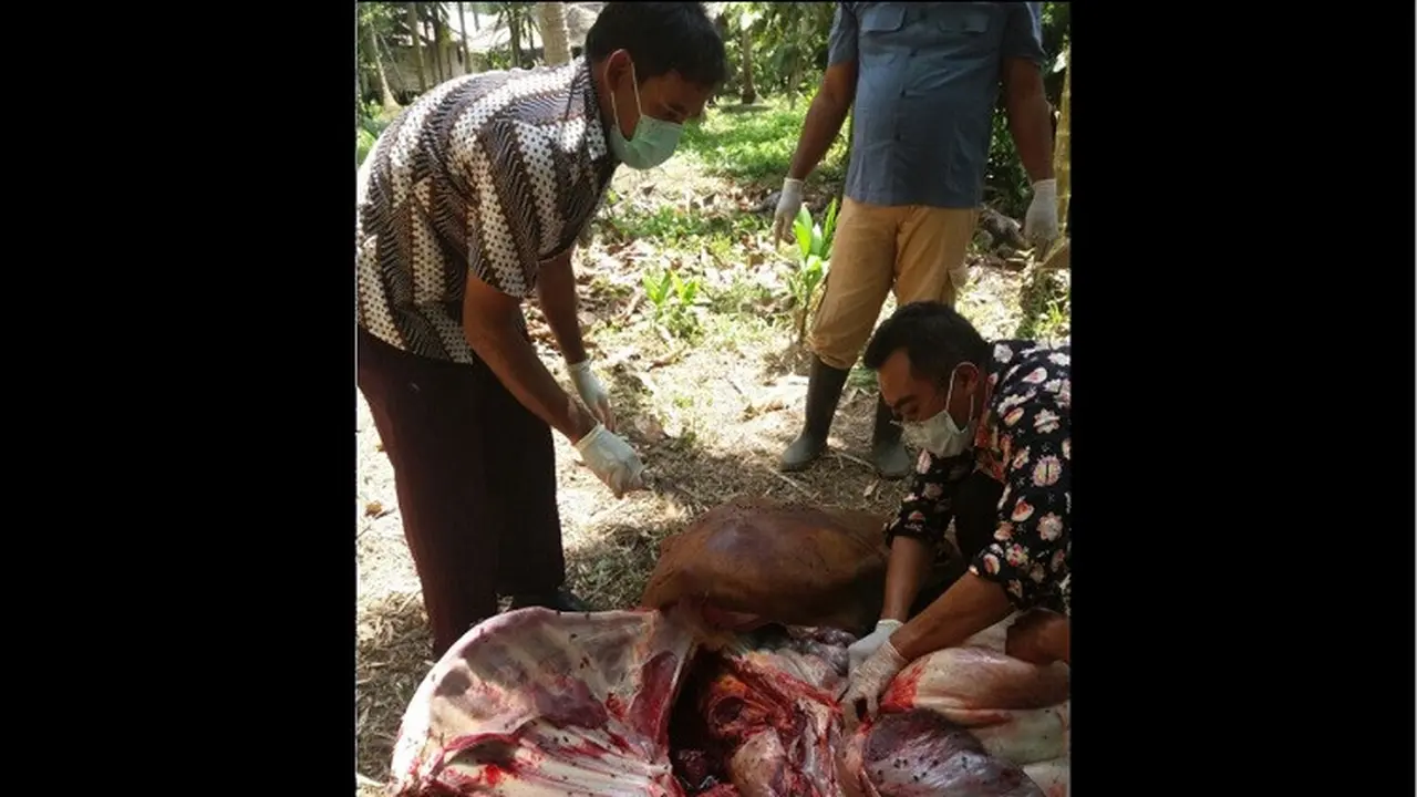 Virus jembrana Jambi