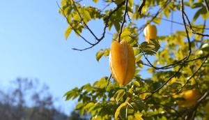 Ilustrasi pohon belimbing. (Gambar oleh FabioRibeiro dari Pixabay)