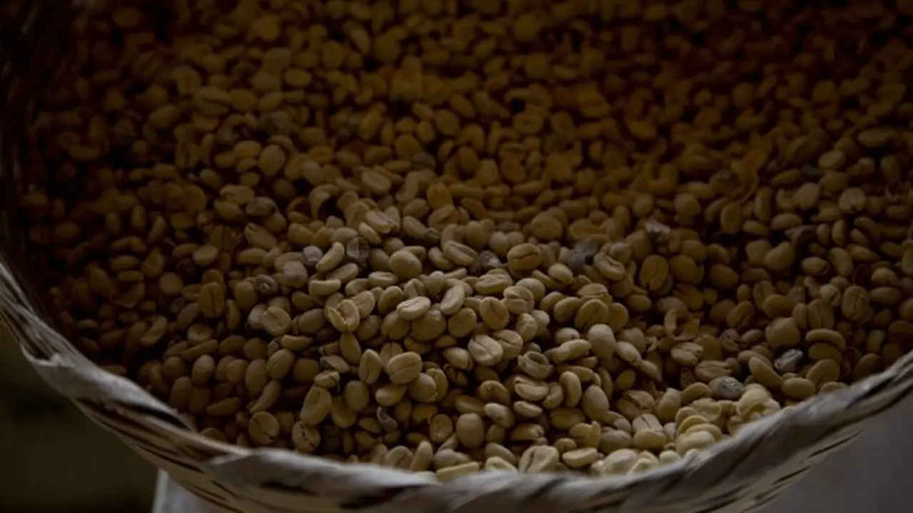 Biji Kopi Arabika