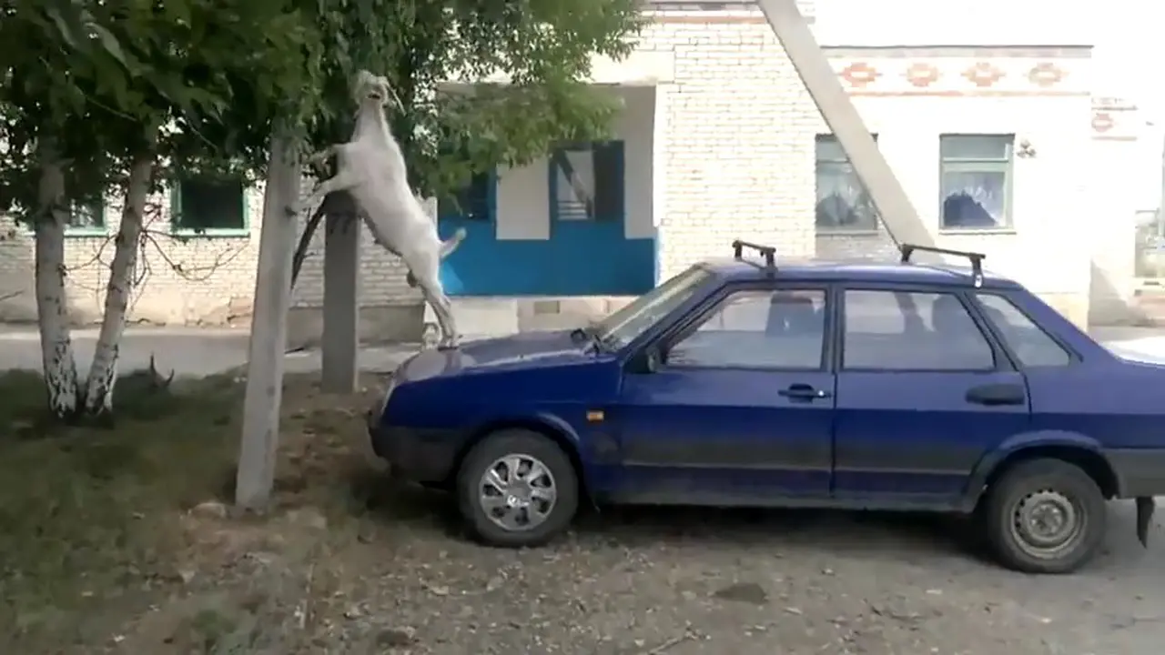 Kambing Pintar Menaiki Kap Mobil