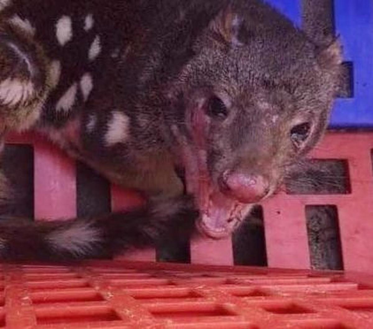 Quoll asli berhasil lolos dari kandang yang ditaruh oleh Tsai tetapi yang lain - atau kemungkinan yang sama - tertangkap di perangkap lain yang dipasang oleh National Parks and Wildlife Service (NPWS) pada hari Rabu.