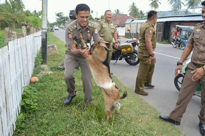 Satpol PP Turun Tangan Razia Hewan Lepas. (Liputan6.com/Aldiansyah Mochammad Fachrurrozy).