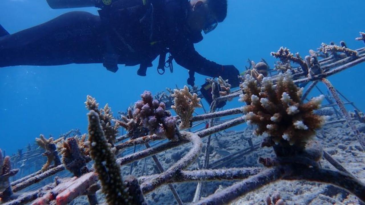 KKP Sukses Rehabilitasi Terumbu Karang Pulau Pieh, Tingkat Kelangsungan Hidup Capai 97 Persen!