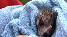 liputan6