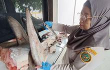 Karantina Banyuwangi Gagalkan Penyelundupan 120 Kg Hiu Langka, Terungkap Modus Baru