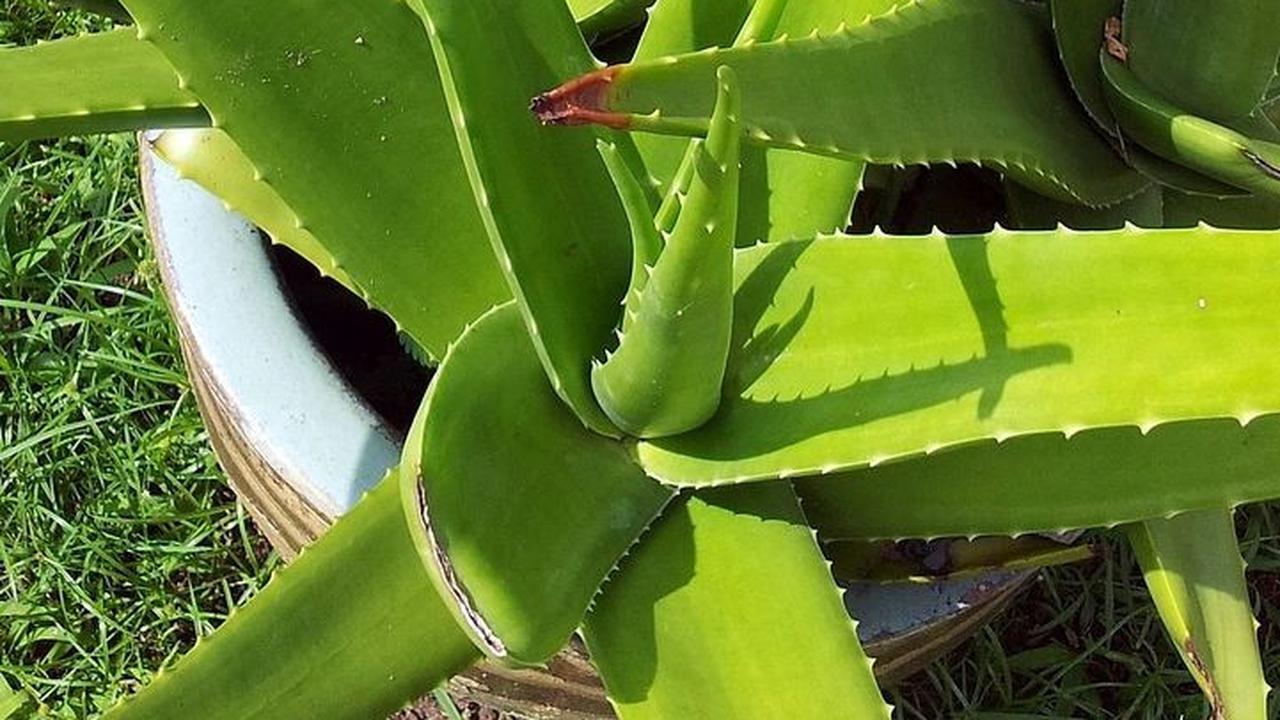Manfaat Lidah Buaya untuk Muka, Melembapkan hingga Obati Jerawat