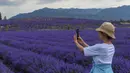 Seorang pengunjung memotret ladang lavender di Sigong, sebuah desa di Lucaogou, Wilayah Huocheng, Daerah Otonom Uighur Xinjiang, China barat laut (16/6/2020). Industri lavender di Wilayah Huocheng memiliki nilai output tahunan sekitar 1,5 miliar yuan (1 yuan = Rp2.001). (Xinhua/Zhao Ge)