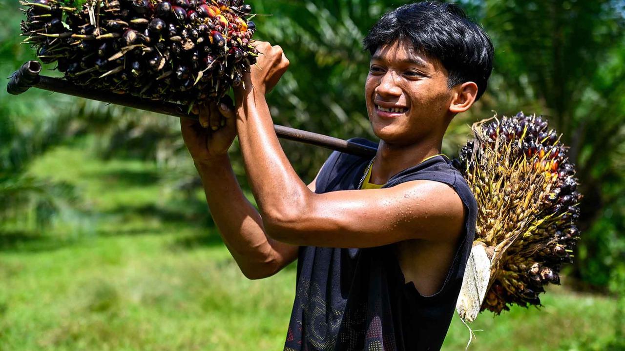FOTO: Melihat Perkebunan Kelapa Sawit Rakyat Terbesar di Provinsi Aceh