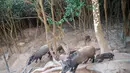 Tiga babi hutan berjalan di taman negara Mount Parker di Hong Kong (18/11/2021). Kota itu mulai memusnahkan babi hutan setelah serangan terhadap seorang petugas polisi, dengan tujuh hewan terbunuh setelah digiring ke jalan petugas satwa liar, memicu kemarahan dari konservasionis. (AFP/Yan Zhao)