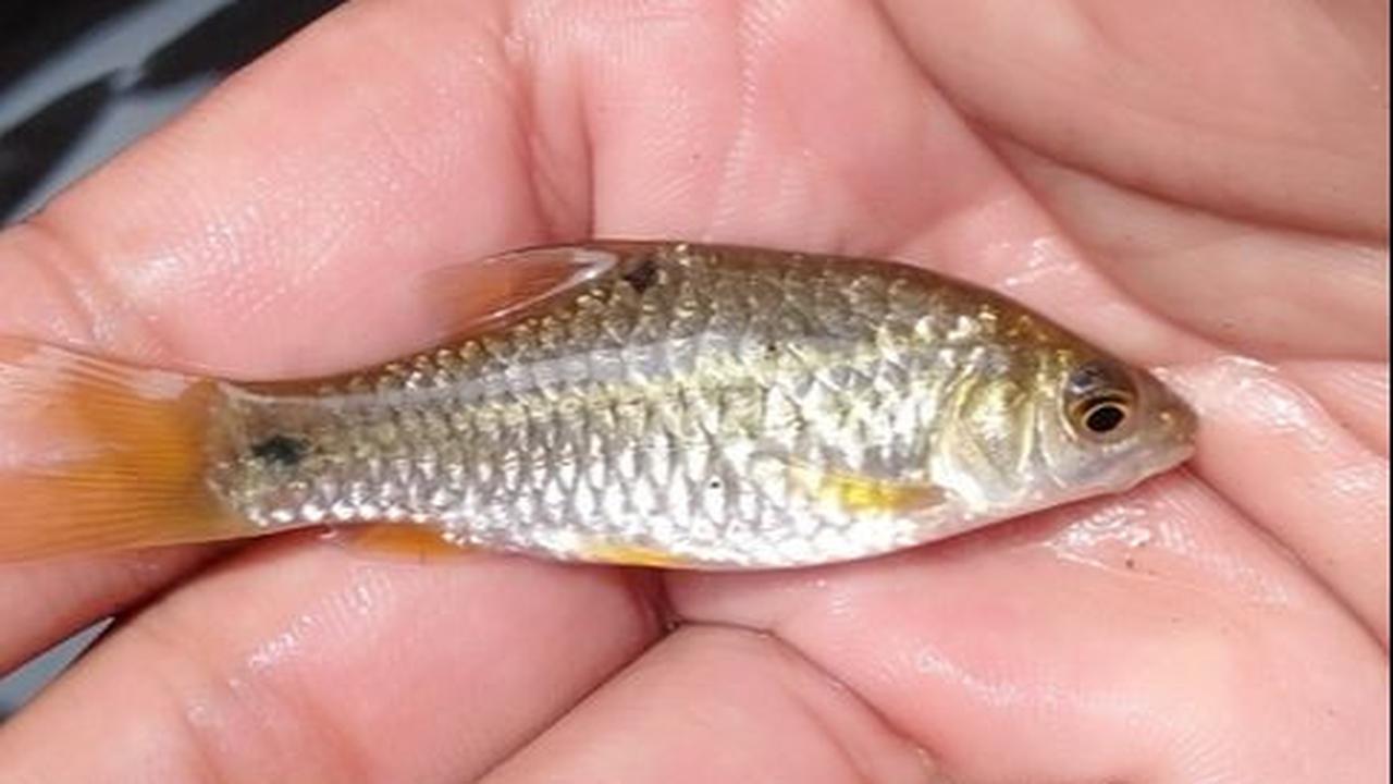 <b>Manfaat Ikan Wader</b>