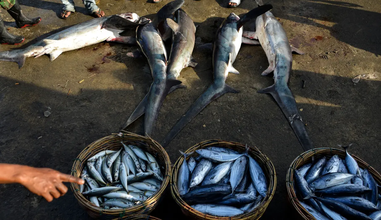 Seorang pria menjual hiu perontok di sebuah tempat pelelangan ikan di Banda Aceh, Aceh, Kamis (13/6/2019). Penangkapan hiu di daerah itu masih berlangsung, meski upaya sosialiasi terus dilakukan agar nelayan tidak menangkap hiu, terutama jenis hiu tertentu yang dilindungi. (Chaideer MAHYUDDIN/AFP)