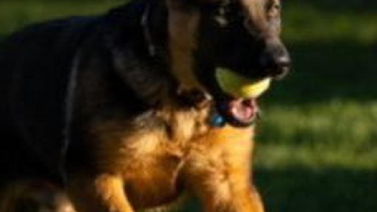 Disiksa dengan Anjing dan Listrik