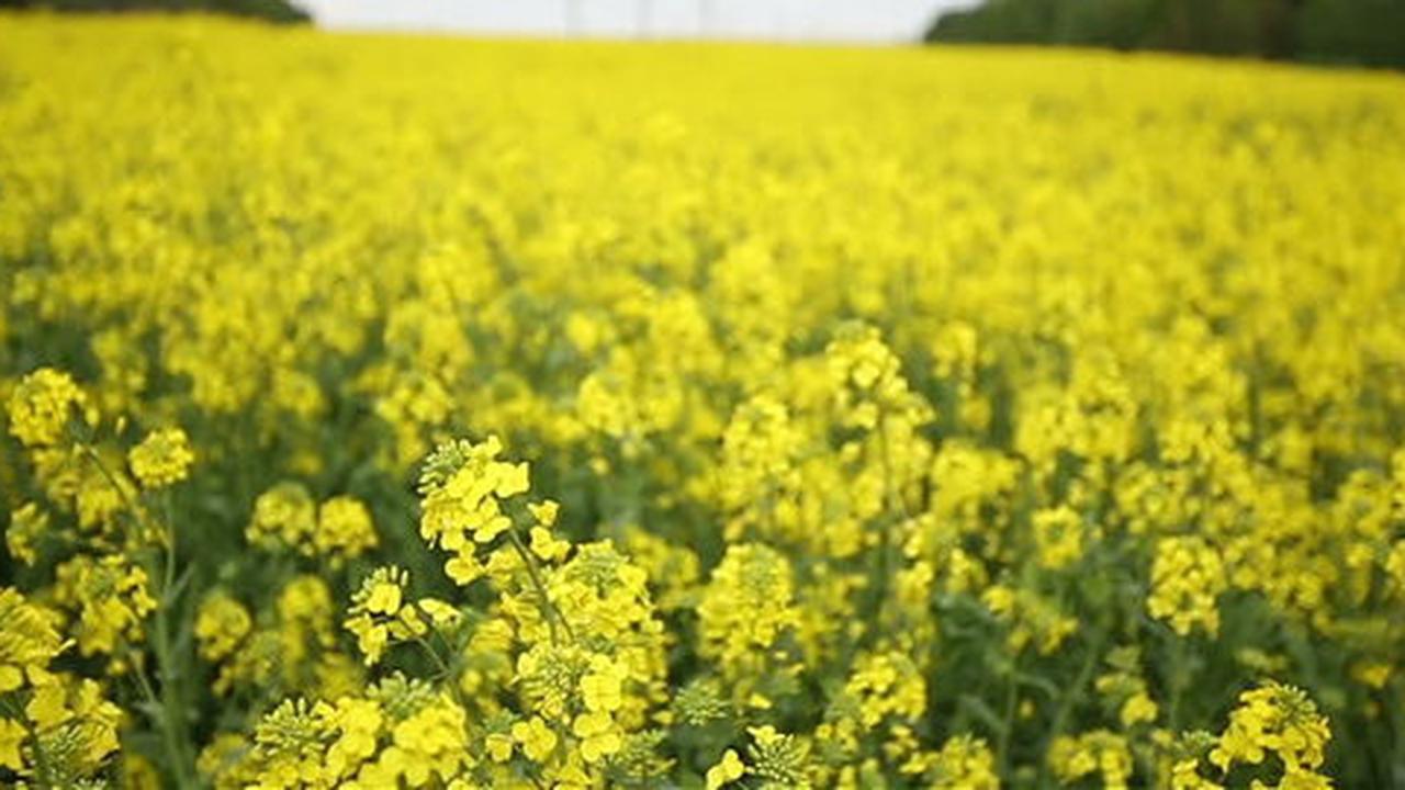 Ketahui 7 fakta menarik tentang minyak canola