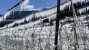 Pohon apel yang dibekukan secara artifisial ditutupi dengan lapisan es yang mencair di atas langit biru dekat Bressanone, di provinsi utara Italia di South Tyrol, Italia (8/4/2021).  (AP Photo/Matthias Schrader)