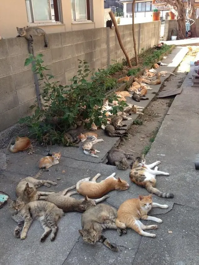 6 Potret Kucing Lagi Kumpul Ramai-Ramai, Jadi Sungkan Lewat
