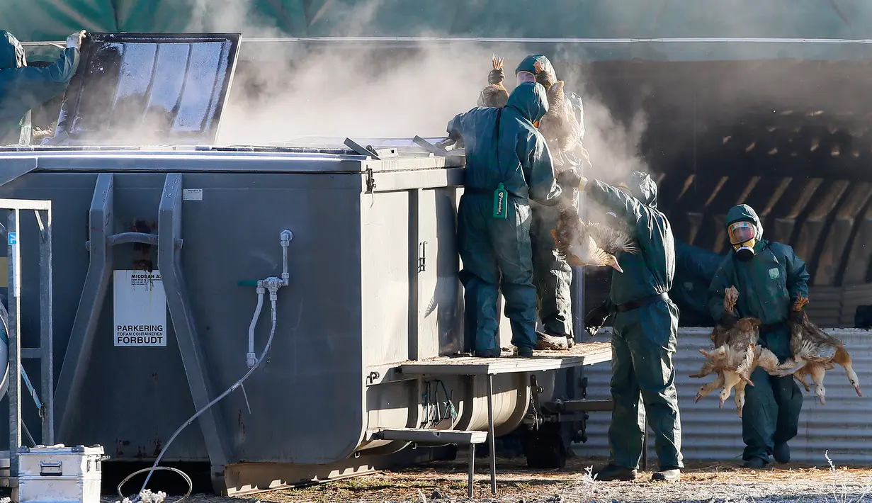 Pekerja memasukan sejumlah bebek ke dalam tempat sampah yang berisi gas beracun di peternakan unggas di Latrille, Prancis, (6/1). Pemusnahan bebek ini dilakukan di daerah di mana wabah virus H5N8 belum stabil. (AP Photo/Bob Edme)