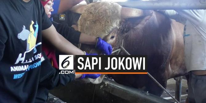 VIDEO: Jokowi Kurban Sapi Limosin 900 Kg di Bandung