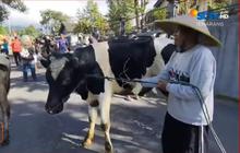 Keseruan Warga Jateng Rayakan Lebaran 2024, Bagi-Bagi Ketupat Berisi Taoge hingga Lebaran Sapi