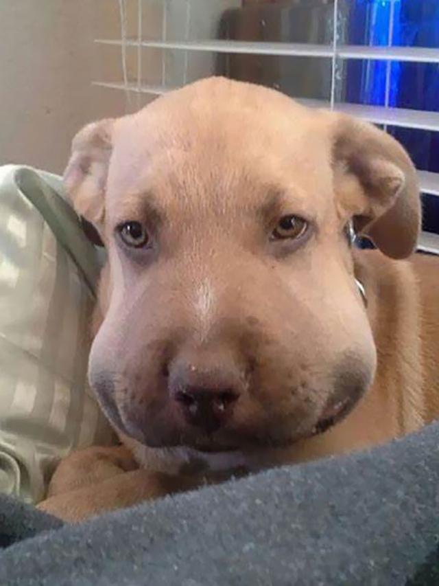 7 Ekspresi Kocak Anjing Usai Disengat Lebah, Kasihan tapi Bikin Ngakak