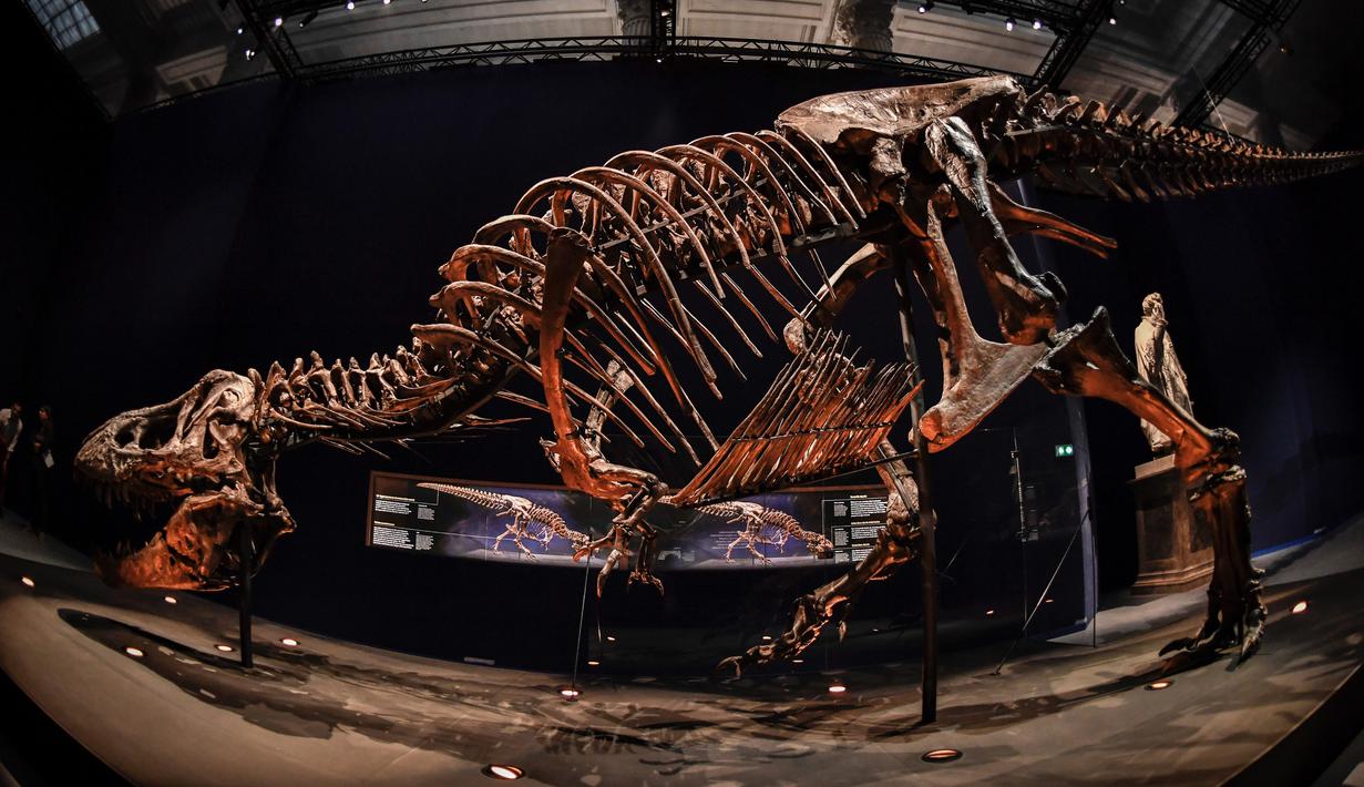FOTO: Wujud Kerangka Dinosaurus Asli Berusia 67 Juta Tahun ...