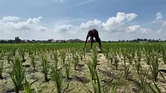 Proyeksi BPS: Produksi Beras Turun Hingga Oktober 2026