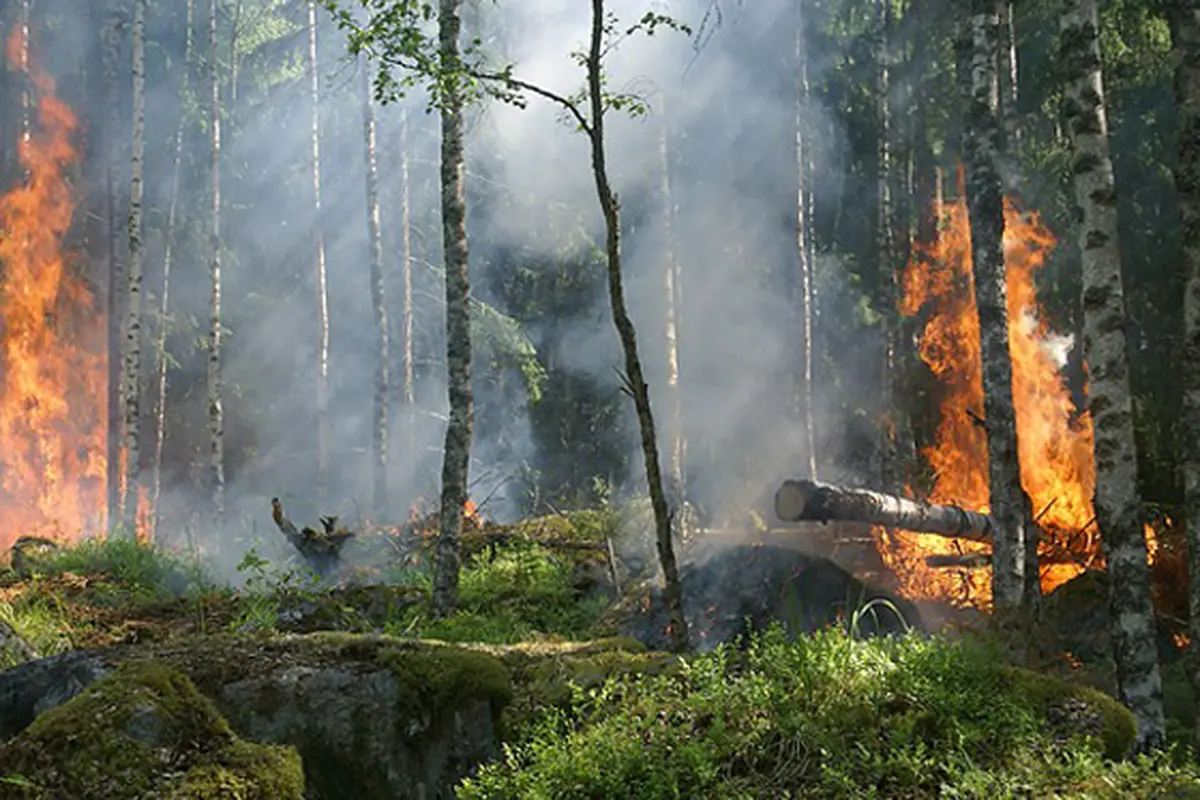Kemarau, Ayo Monitor Kebakaran Hutan dengan Satelit