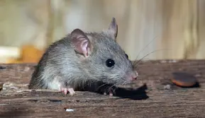 Ilustrasi Tikus/https://unsplash.com/Joshua J. Cotten