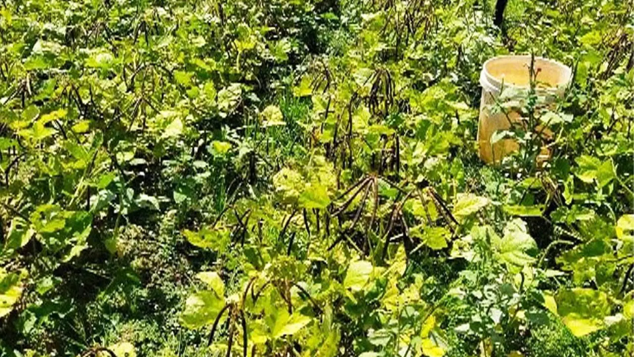 Petani Kacang Hijau. Dok Kementan