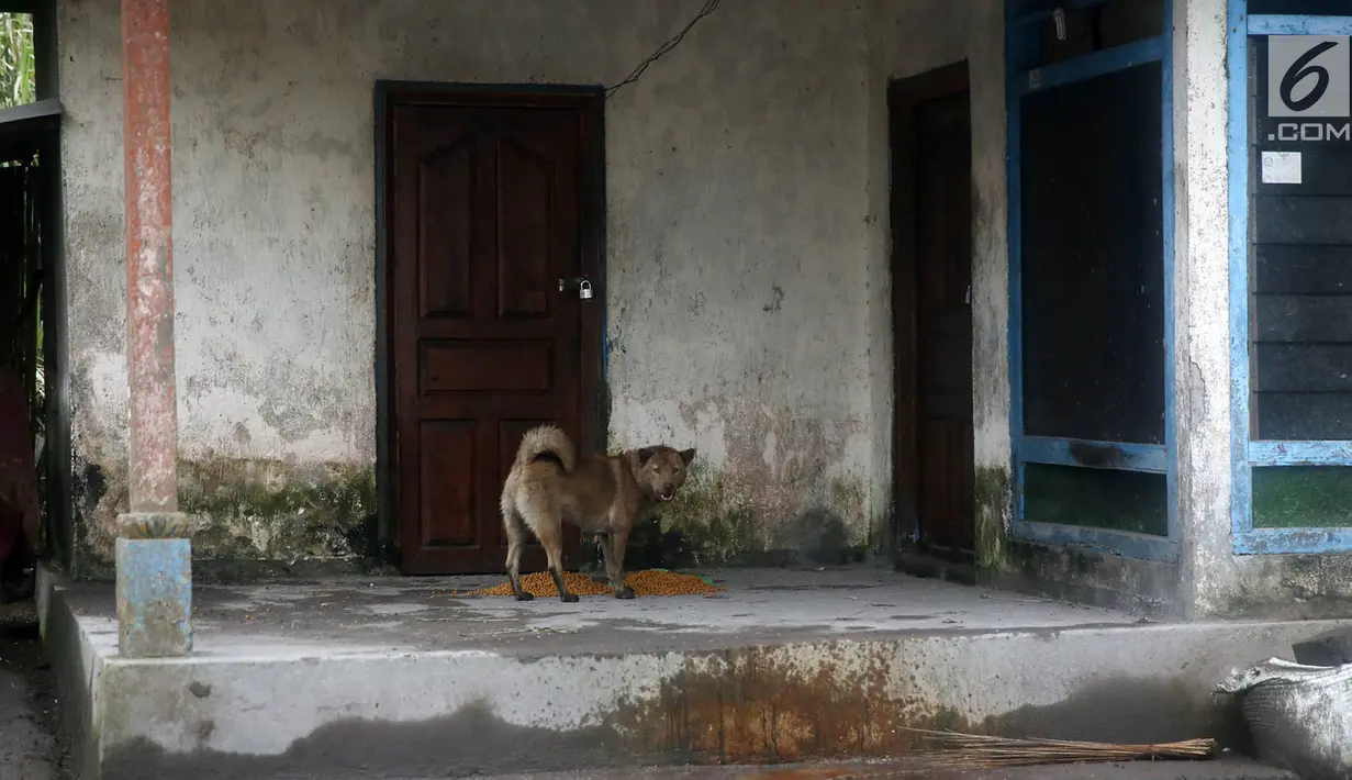 Seekor anjing berkeliaran di sekitar rumah di Desa Sebudi, Karangasem, Bali, Senin (4/12). Warga yang tinggal di KRB Gunung Agung telah mengungsi di tempat aman, hanya anjing-anjing yang terlihat menjaga rumah pemiliknya. (Liputan6.com/Immanuel Antonius)