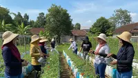 9 Contoh Kebun Tomat dari Jerigen Bekas untuk Ibu-Ibu Kelompok Wanita Tani