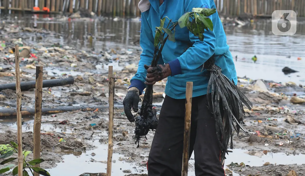 Pelestarian ekosistem mangrove memerlukan dukungan semua pihak, termasuk swasta. “Sinergi amat diperlukan untuk menjaga kelestarian sumber daya alam, termasuk ekosistem mangrove. (merdeka.com/Imam Buhori)