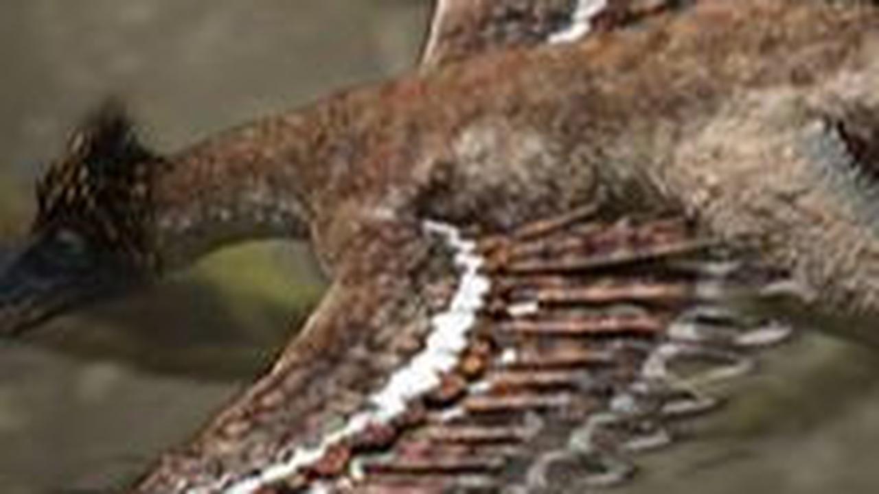 5. Perdebatan di Kalangan Peneliti Mengenai Microraptor<br>