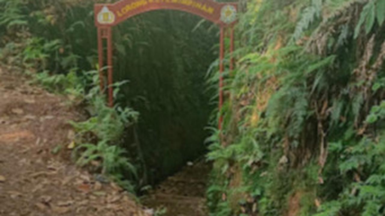 Lorong lumut