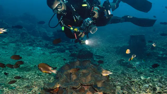 5 Surga Bawah Laut di Indonesia yang Jadi Spot Diving Paling Seru