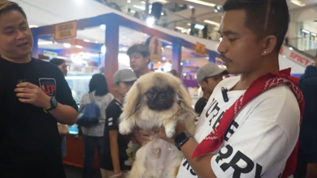 ⁠Lucu, Anjing Pekingese Kerajaan China di Usia 6 Bulan Harganya Rp13 Juta 'Wah Keren Banget
