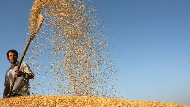 Kelangkaan Pangan FAO