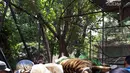 Petugas membawa harimau yang lepas dari kandang di Kebun Binatang Taman Marga Satwa Mangkang, Semarang, Jawa Tengah, Rabu (5/12). Dua harimau benggala yang lepas berjenis kelamin jantan dan betina. (Liputan6.com/Gholib)