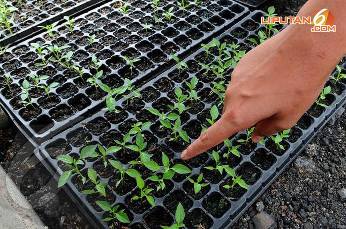 Cara Menanam Cabai Bagi Pemula, Hasil Melimpah Mudah Dipraktikkan