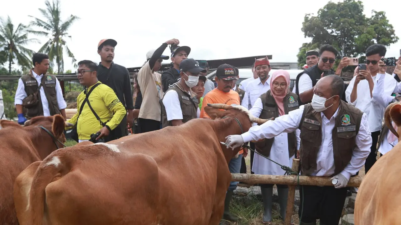 Bupati Banyuwangi Ipuk Fiestiandani ( berkerudung pink) meninjau ketersedian hewan ternak jelang Hari Raya Idul Adha (Istimewa)