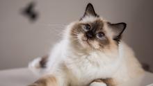 Kucing Birman (Foto:Shutterstock)