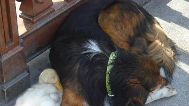 7 Potret Persahabatan Unik Hewan Beda Spesies Ini Bikin Gemas