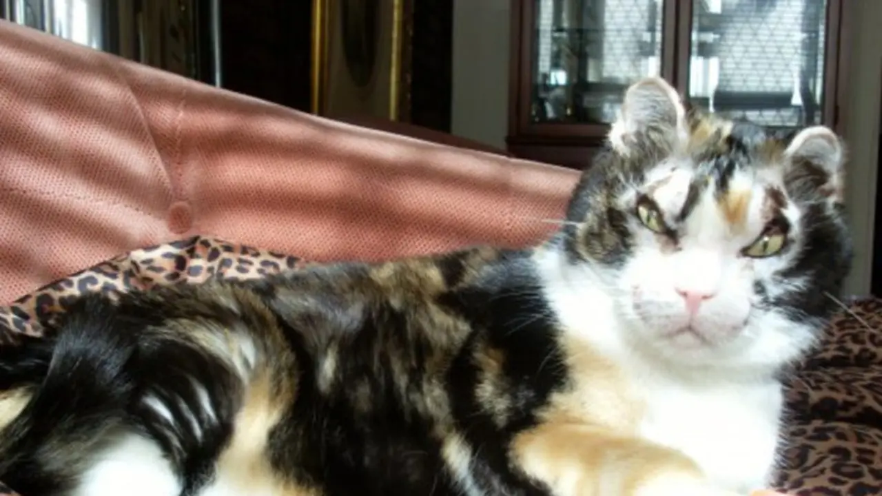 Scarlett, Kucing Pemberani yang Selamatkan Anaknya dari Kebakaran
