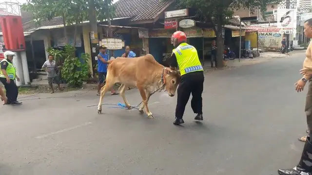 Seekor sapi betina lepas dari ikatan dan mengamuk di jalanan. Akibatnya terjadi kemacetan dan beberapa sepeda motor rusak.